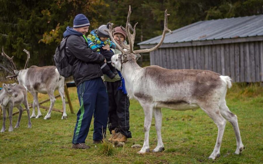 Rovaniemi: Summer/Autumn Reindeer Farm Experience - Key highlights to look for