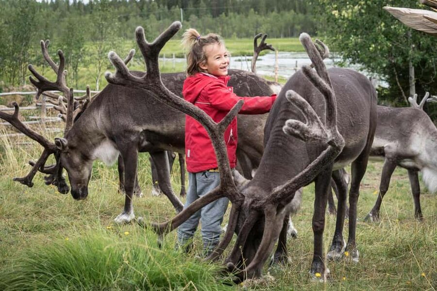 Rovaniemi: Summer/Autumn Reindeer Farm Experience - Why a summer/autumn reindeer farm stop makes sense in Rovaniemi