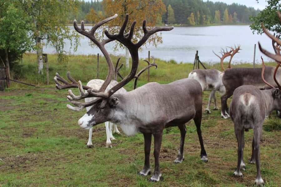 Rovaniemi: Summer/Autumn Reindeer Farm Experience - Pickup, timing, and how the 2-hour format plays out