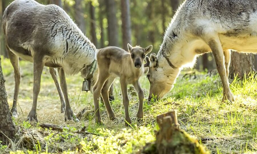 Rovaniemi: Summer Reindeer Farm Experience - Rovaniemi summer reindeer farm life: why it’s worth doing warm-months