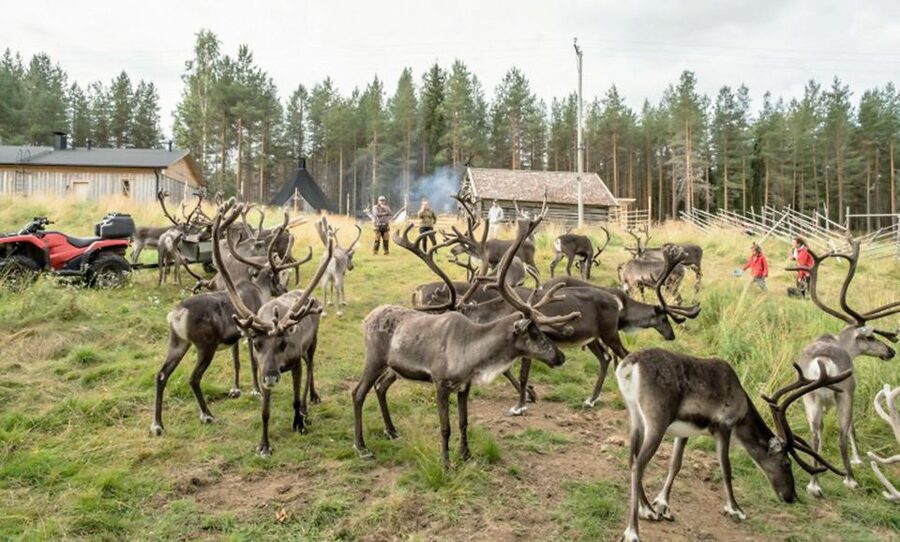 Rovaniemi: Summer Reindeer Farm Experience - Arriving at the working herd: what you’ll do with the reindeer