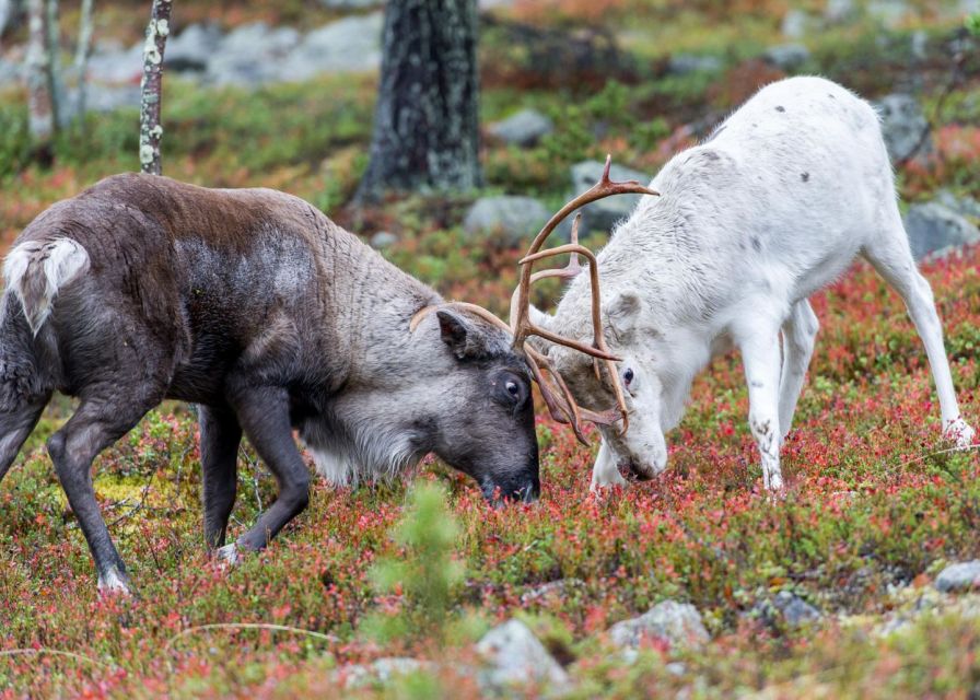 Rovaniemi: Summer Reindeer Farm Experience - Who this tour suits best in Rovaniemi
