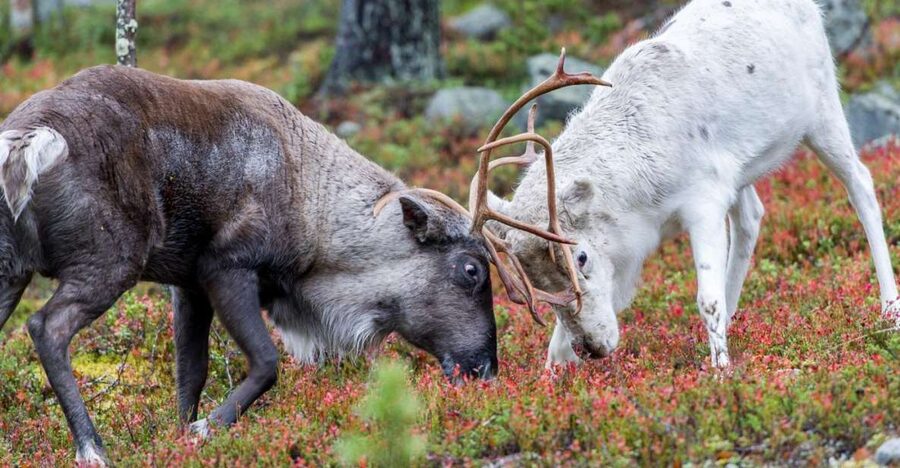 Rovaniemi: Summer Reindeer Farm Experience - From your hotel to the farm: the pick-up rhythm that keeps it easy