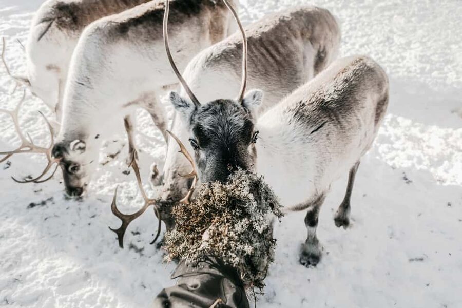 Rovaniemi: Visit to Santa's reindeer farm with reindeer ride - Key highlights you’ll care about