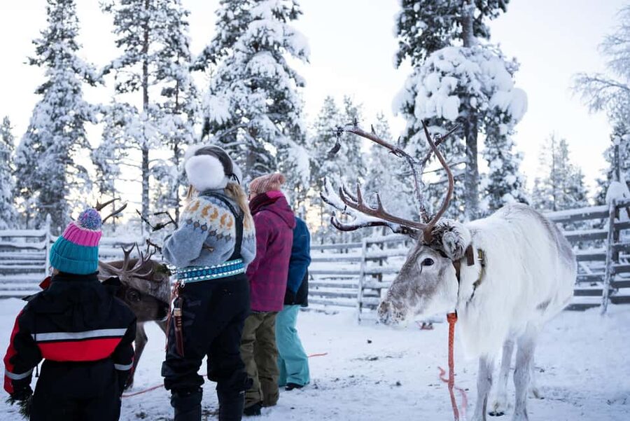 Saariselkä: Reindeer Farm Experience with Snack and Drinks - Key Highlights at a Glance