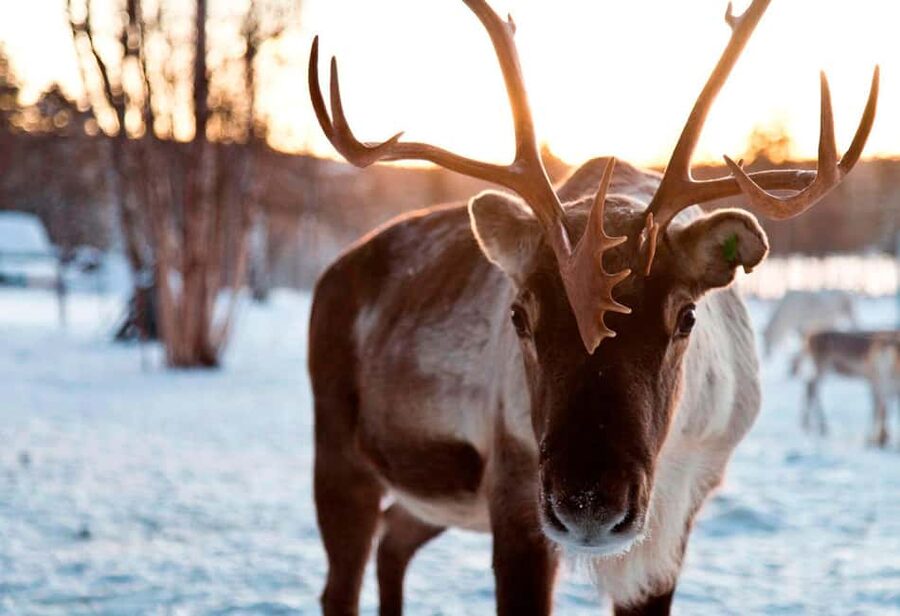 Saariselkä: Reindeer Farm Experience with Snack and Drinks - The Reindeer Enclosure Moment: Feeding Lichen and Getting Real Explanations
