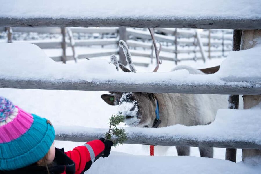 Saariselkä: Reindeer Farm Experience with Snack and Drinks - Aurora Hut Warm-Up: Grilled Sausages and Hot Drinks by the Fire