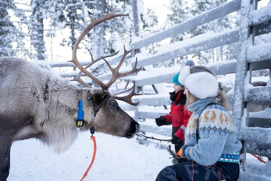 Saariselkä: Reindeer Farm Experience with Snack and Drinks - What to Bring (So You Enjoy It, Not Just Survive It)