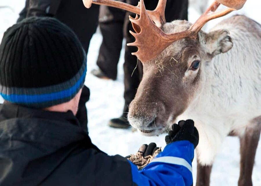Saariselkä: Reindeer Farm Experience with Snack and Drinks - Who This Tour Suits Best (And Who Might Want Something Else)