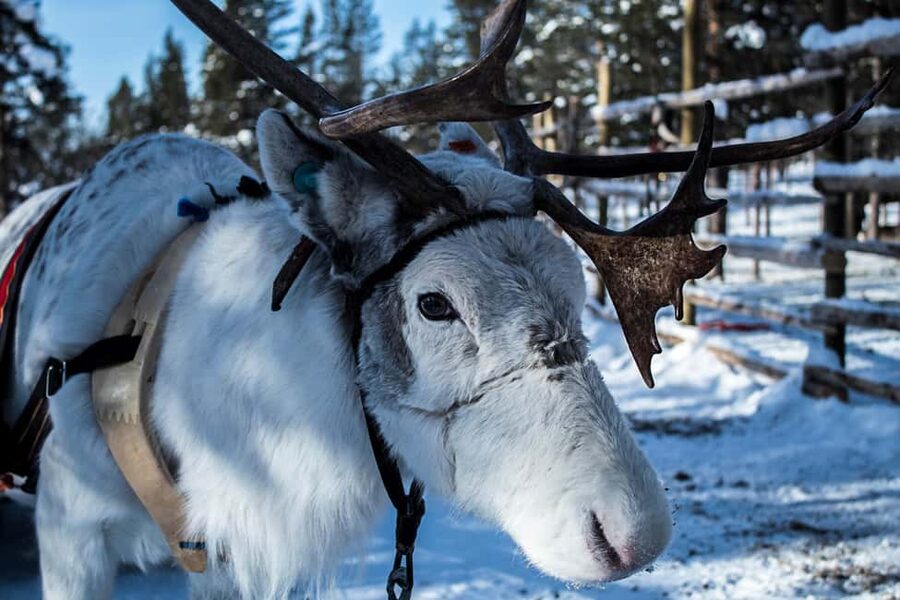 Saariselkä: Reindeer Farm Experience with Snack and Drinks - Should You Book the Kuukkeli Saariselkä Reindeer Experience?