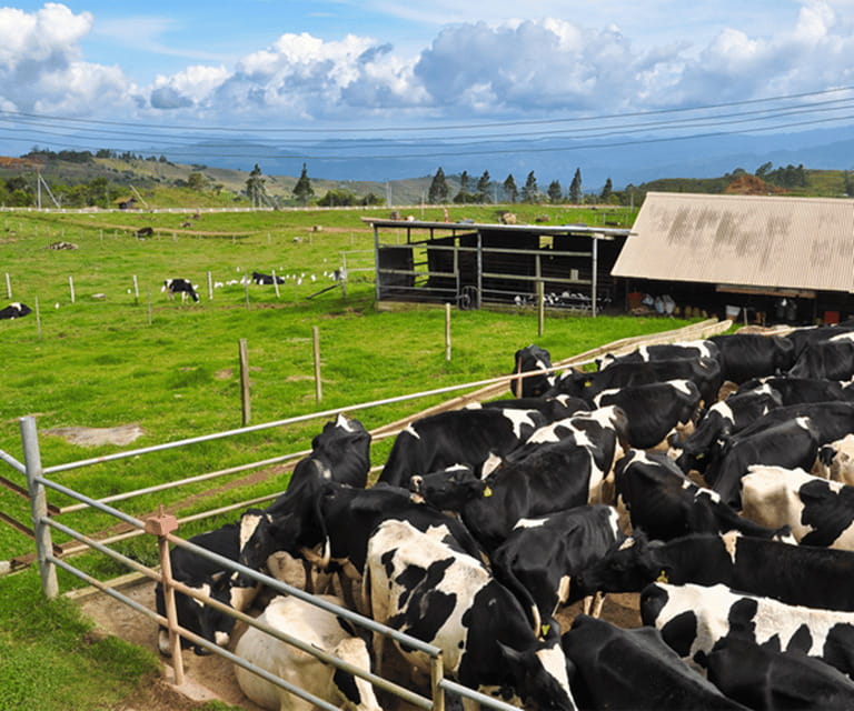 Sabah: Kinabalu Park, Hot Springs, and Cow Farm Day Tour - Why This Kinabalu–Hot Spring Day Trip Works So Well