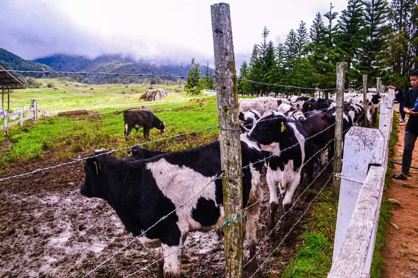 Sabah: Kinabalu Park, Poring Hot Springs & Desa Farm Tour - Key things to know before you book