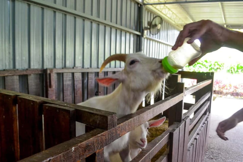 Sabah: Kinabalu Park, Poring Hot Springs & Desa Farm Tour - The pacing, group style, and timing you should expect