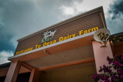 Sabah: Kinabalu Park, Poring Hot Springs & Desa Farm Tour - Desa Dairy Farm, the Little New Zealand-style stop