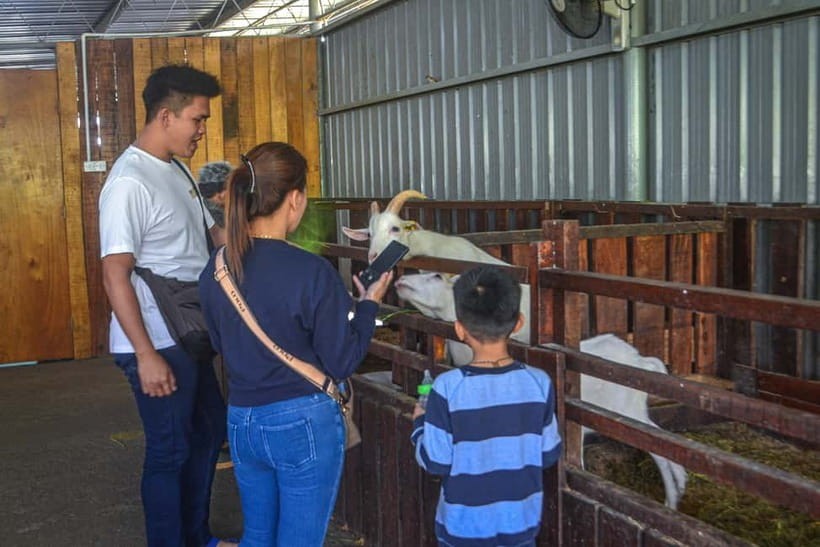 Sabah: Kinabalu Park, Poring Hot Springs & Desa Farm Tour - Pickup and the RM40 outside-city charge: don’t get surprised