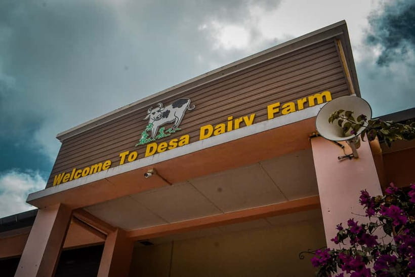 Sabah: Kinabalu Park, Poring Hot Springs & Desa Farm Tour - Desa Dairy Farm, the Little New Zealand-style stop
