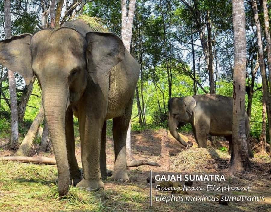Safari Lagoi & Eco Farm Bintan - Safari Lagoi sits inside Bintan’s resort world