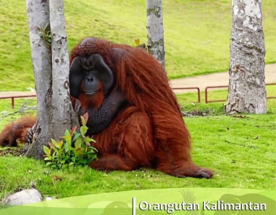 Safari Lagoi & Eco Farm Bintan - Animal refuge and bird sanctuary: what you’ll see and what it means