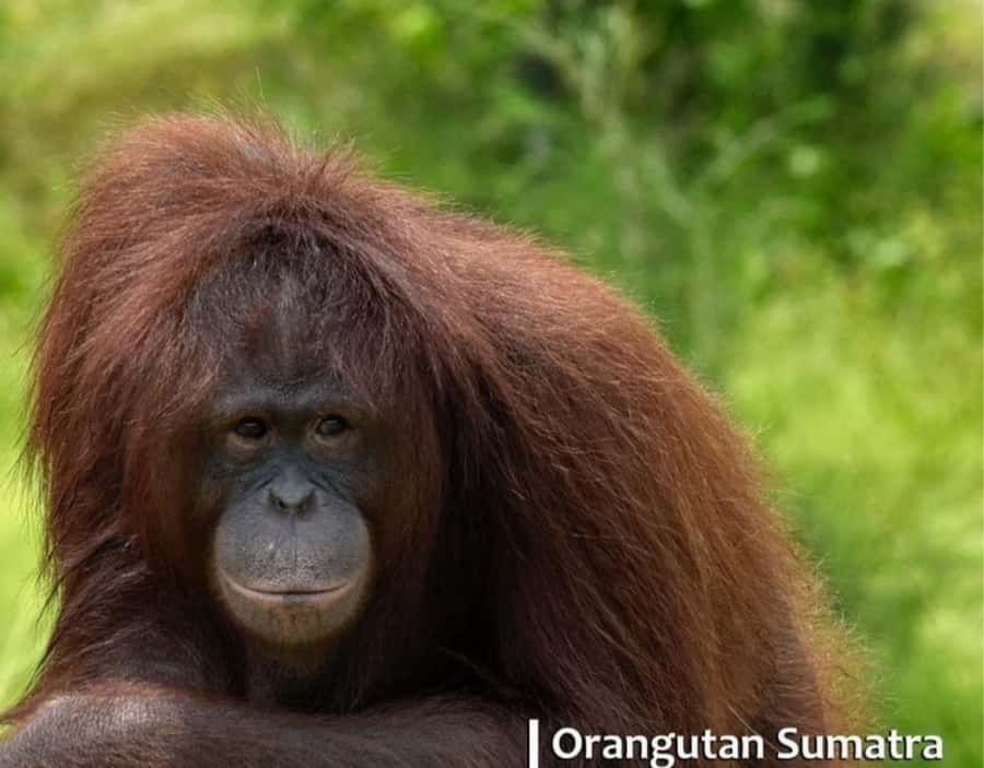 Safari Lagoi & Eco Farm Bintan - Pickup, timing, and getting there without stress