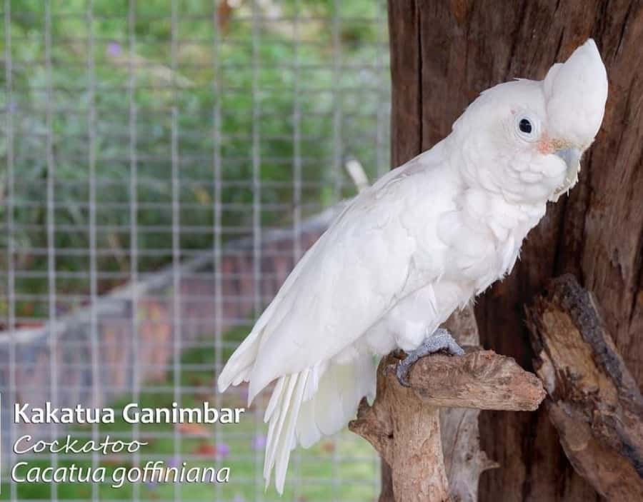 Safari Lagoi & Eco Farm Bintan - Who should book this tour, and who should skip it