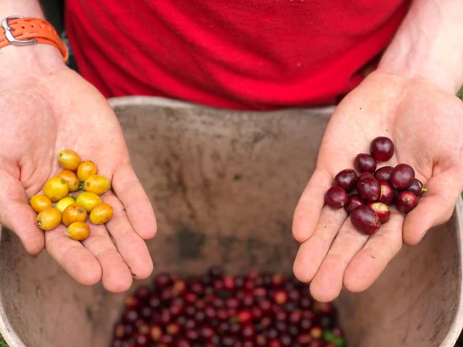 Salento: Coffee Farm Tour with Tasting - Key Points To Know Before You Go