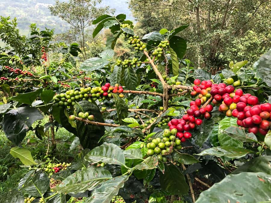 Salento: Coffee Farm Tour with Tasting - Timing, Weather, and What to Wear