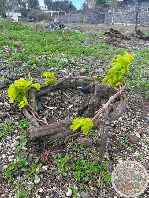 Santorini: Farm and Winery Guided Tour - How the Santorini farm + cave winery day is paced in 3 hours