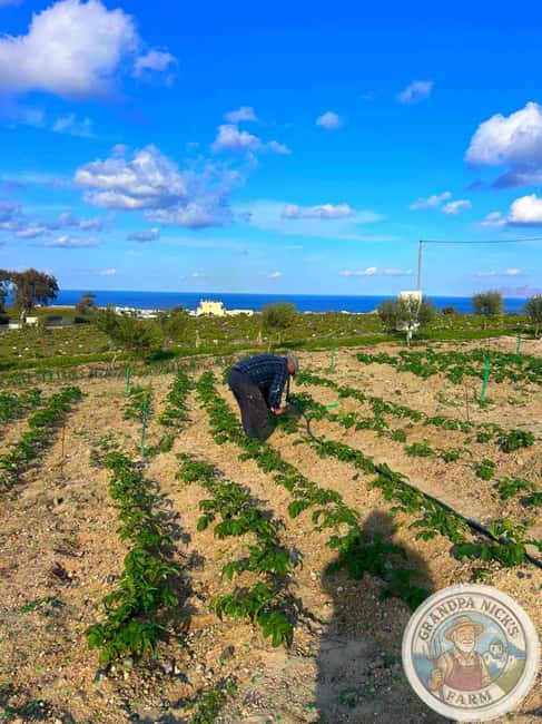 Santorini: Farm and Winery Guided Tour - Value check: is $94 worth a farm, cave museum, tasting, and cooking?