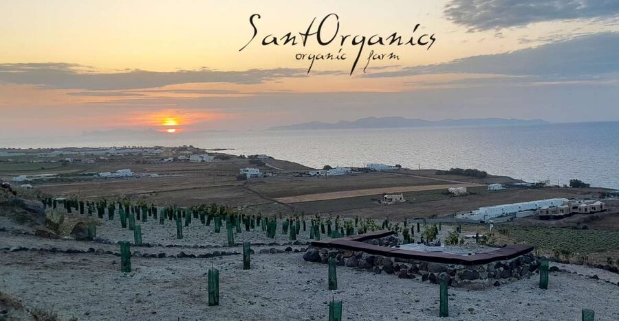 Santorini: Private Agri-Educational Visit to an Organic Farm - Why This Santorini Organic Farm Visit Feels Different From the Usual Tour Loop