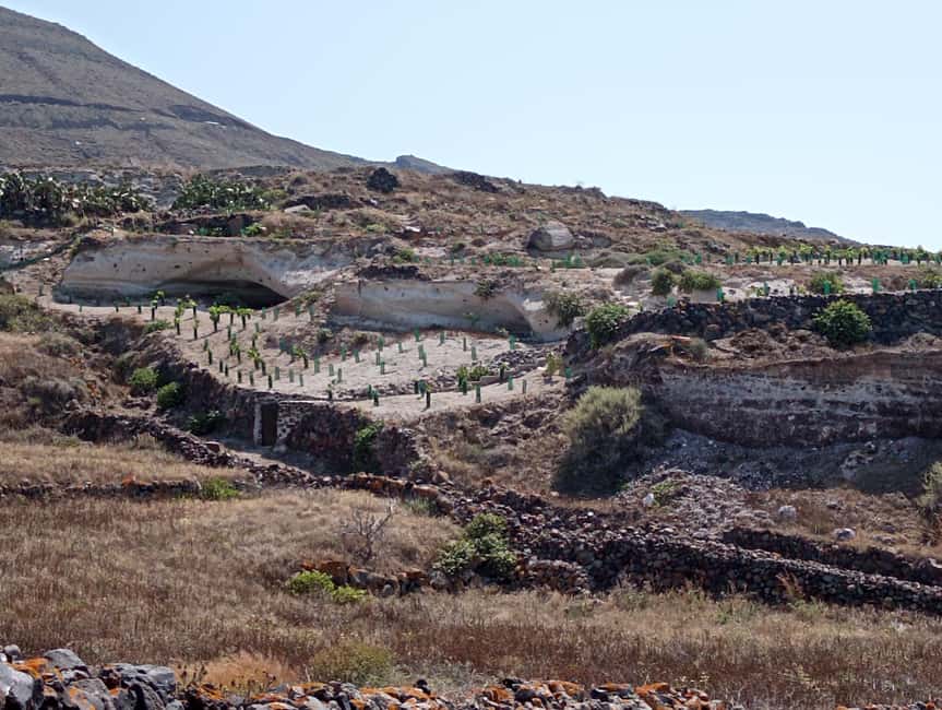 Santorini: Private Agri-Educational Visit to an Organic Farm - Black Currant Vineyard and Herb Varieties: What Grows Here (and Why It Matters)