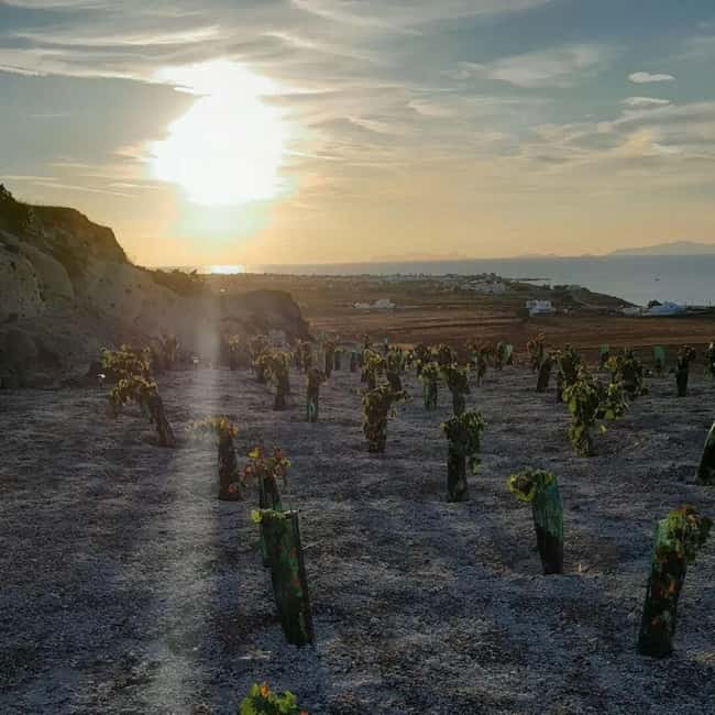 Santorini: Private Agri-Educational Visit to an Organic Farm - Tastings You Can Name: Liqueur Raisin, Infused Olive Oil, and More