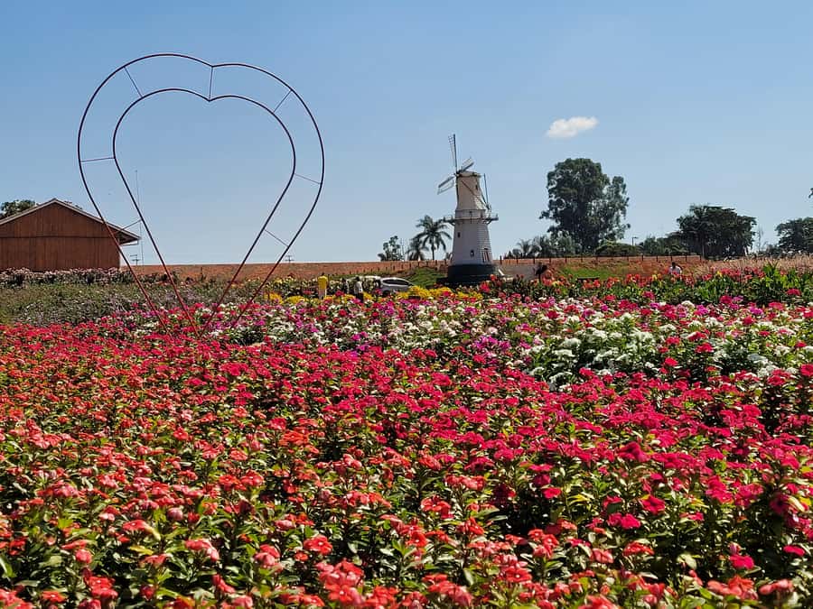 São Paulo: Holambra Colorful Flower Farm Guided Day Trip - Key highlights at a glance