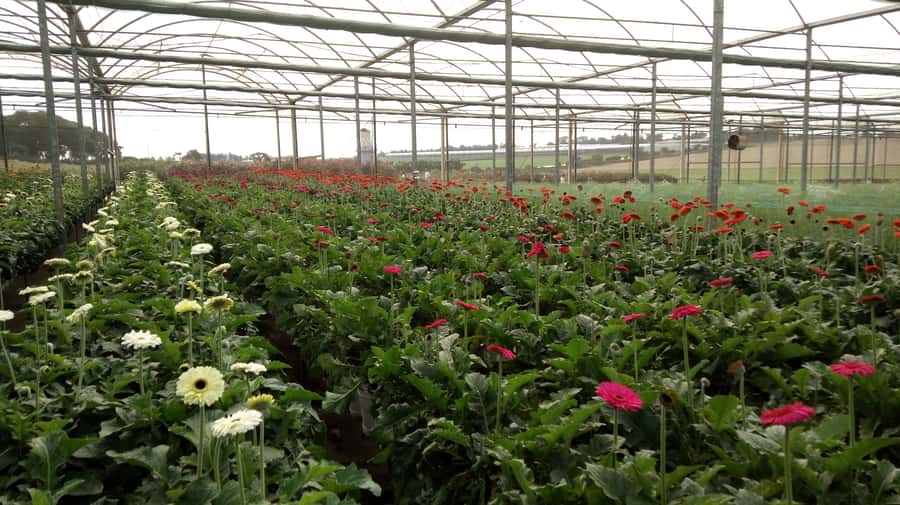 São Paulo: Holambra Colorful Flower Farm Guided Day Trip - Pickup rules you should understand before you book