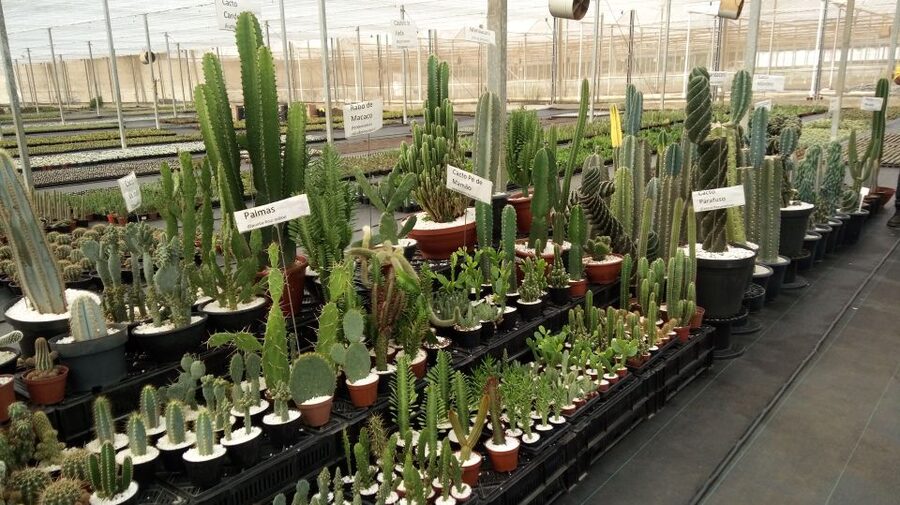 São Paulo: Holambra Colorful Flower Farm Guided Day Trip - Who should book this Holambra flower day trip