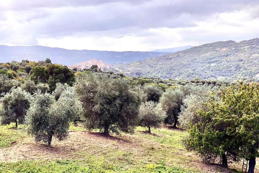 Seggiano: Typical Tuscan Farm Tour with Olive Oil Tasting - Seggiano views and why this tour starts outdoors