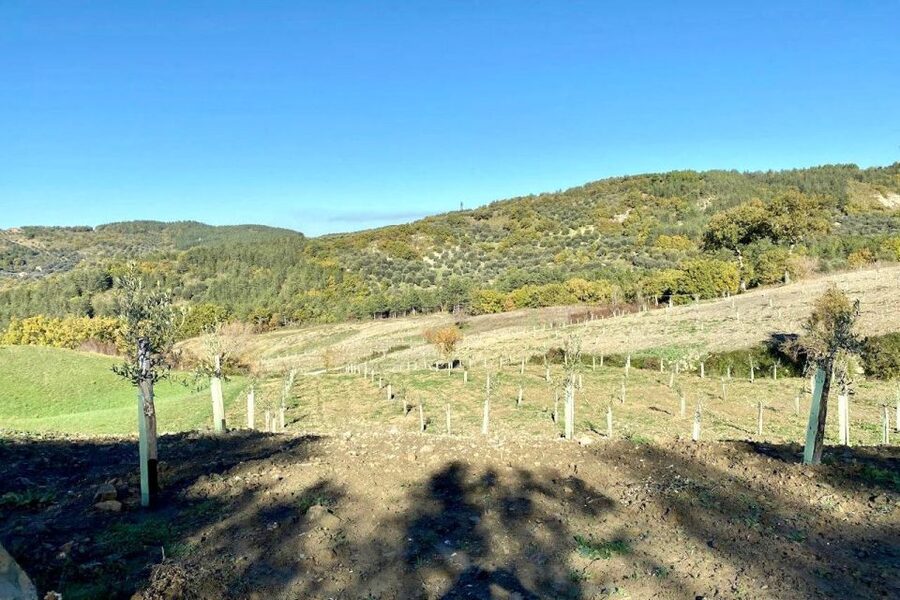 Seggiano: Typical Tuscan Farm Tour with Olive Oil Tasting - Farm-to-table style: typical foods that make the lesson stick