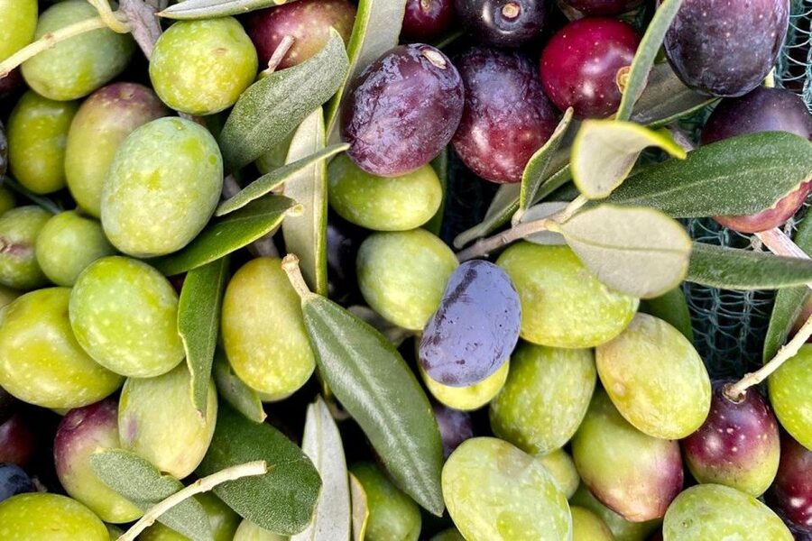 Seggiano: Typical Tuscan Farm Tour with Olive Oil Tasting - Price and value: is $53 fair for a farm tour and tasting?