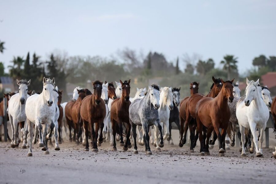 Seville: Horse's Show Entry Ticket. Optional Stud Farm Visit - Key Highlights You’ll Care About
