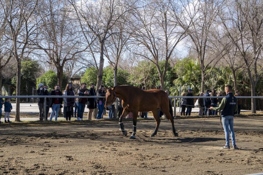 Seville: Horse's Show Entry Ticket. Optional Stud Farm Visit - Price and Value: About $35 for a Full Live Experience