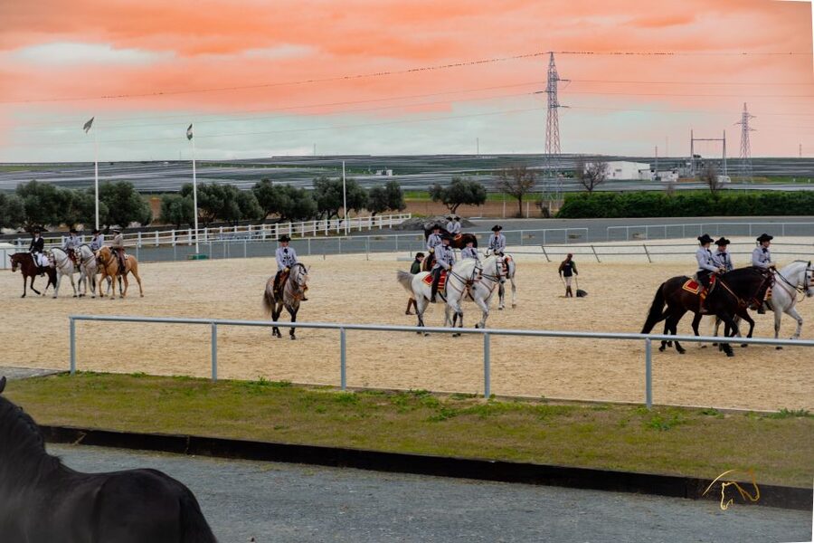 Seville: Horse's Show Entry Ticket. Optional Stud Farm Visit - What You’re Really Buying: A Horse Show With Meaning