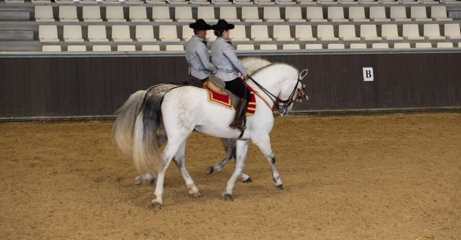 Seville: Horse's Show Entry Ticket. Optional Stud Farm Visit - Yeguada Torreluna Check-In: Bracelet Means You Can Relax