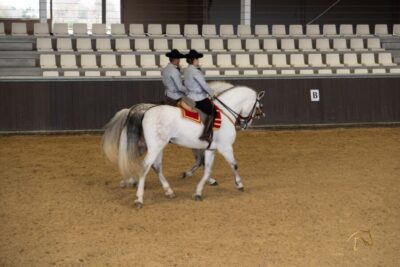 Seville: Horse's Show Entry Ticket. Optional Stud Farm Visit - Choosing Story of a Champion vs Just the TRADITIONS Show