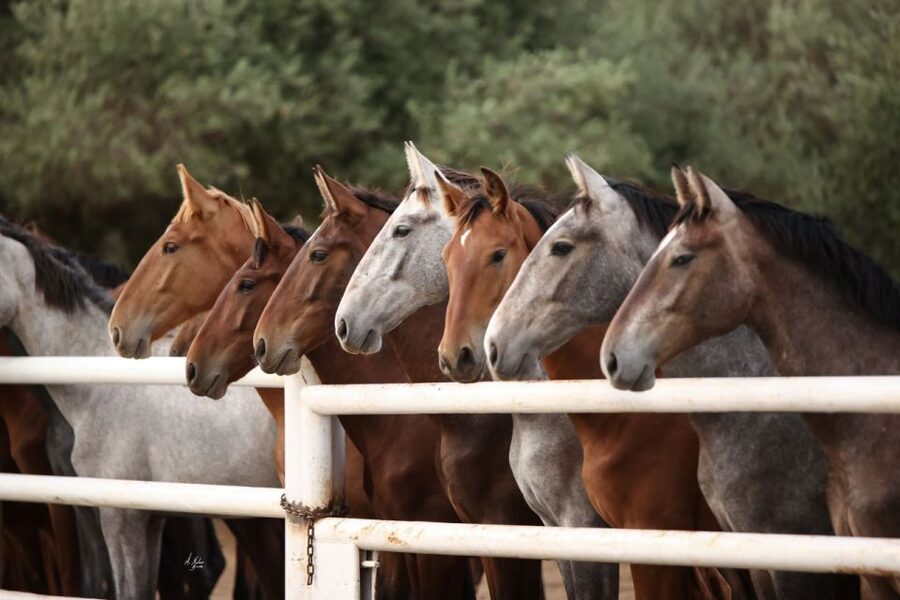 Seville: Horse's Show Entry Ticket. Optional Stud Farm Visit - Inside Story of a Champion: Seven Stops, Two Worlds
