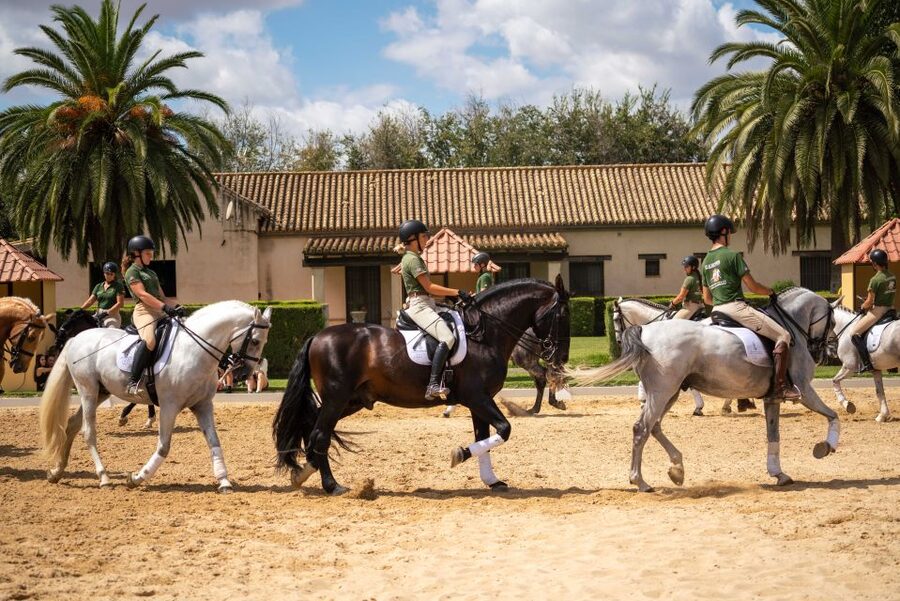 Seville: Horse's Show Entry Ticket. Optional Stud Farm Visit - The TRADITIONS Show: The Finishing Touch