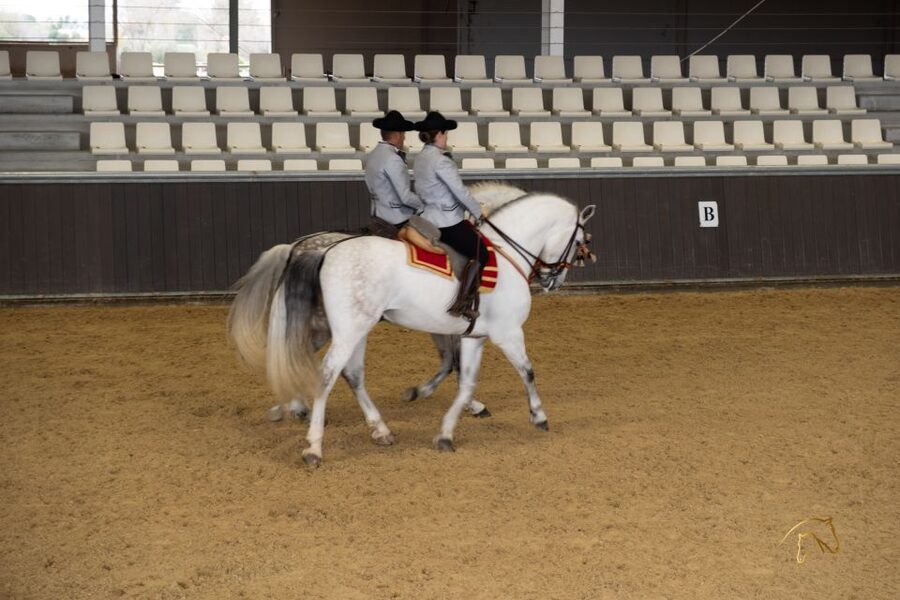 Seville: Horse's Show Entry Ticket. Optional Stud Farm Visit - Choosing Story of a Champion vs Just the TRADITIONS Show