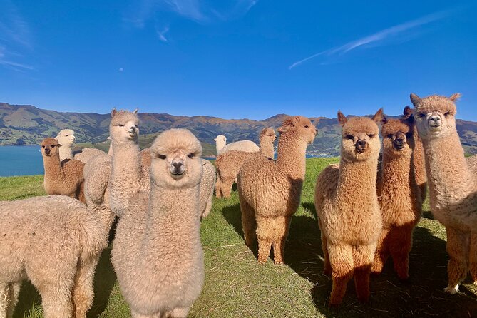 Shamarra Alpaca Farm Tours - Akaroa alpacas: part animals, part scenery