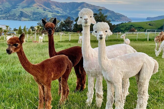 Shamarra Alpaca Farm Tours - The best alpacas on the hill: personalities you’ll notice
