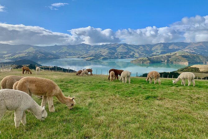 Shamarra Alpaca Farm Tours - Views from Akaroa Harbour: why the setting matters