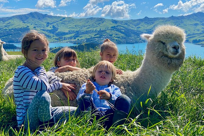 Shamarra Alpaca Farm Tours - Rain plans and weather reality in Akaroa