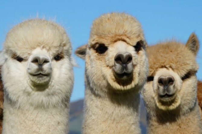Shamarra Alpaca Farm Tours - Price and value: what you’re really paying for at $38.26
